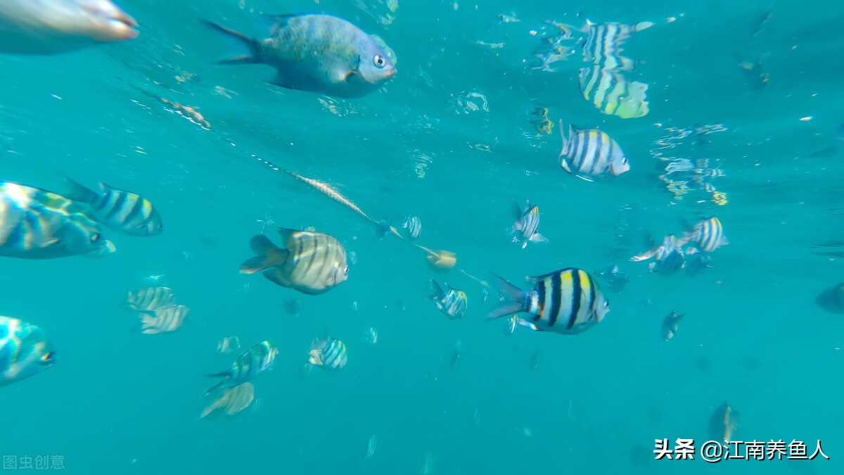 新手养鱼必备基础知识,新手养鱼入门必备知识