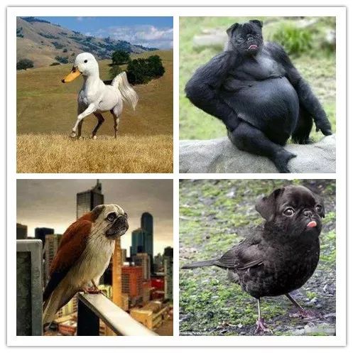 闲鱼上的神兽多少钱一只,闲鱼上的神兽卖家