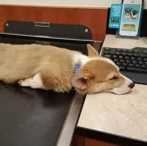 灏忕煭鑵挎煰鍩烘悶绗戣棰戝ぇ鍚堥泦,鍙埍鐨勫皬鐭吙鏌熀鐙楃嫍