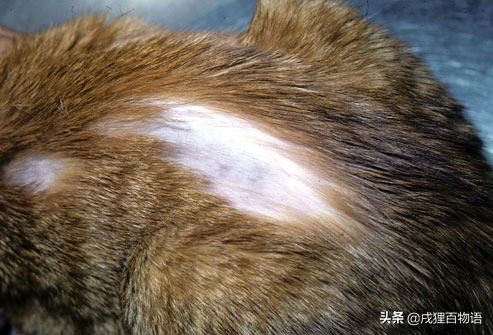 猫咪掉毛的原因有哪些,猫咪脱毛一坨一坨的掉是怎么回事