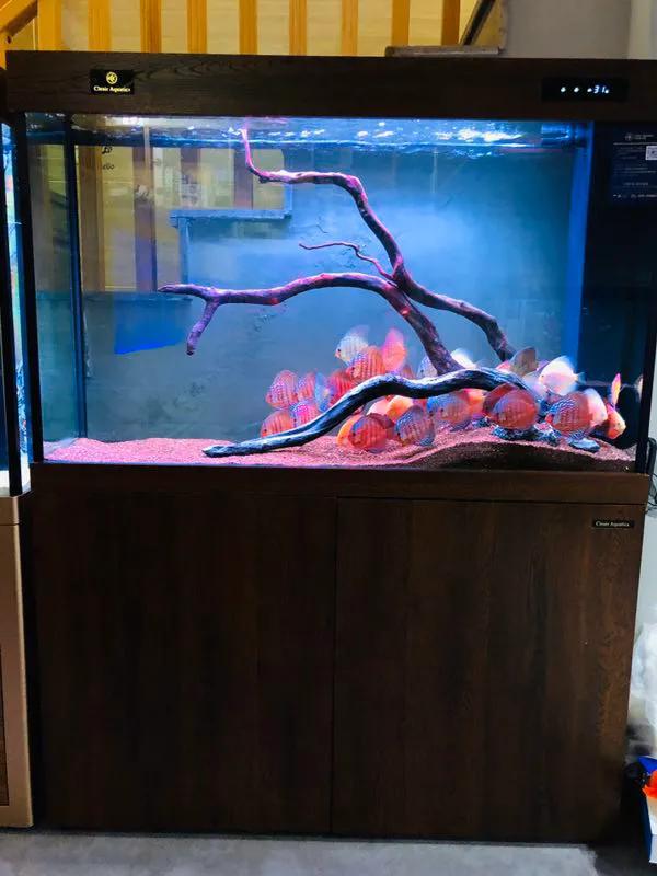 可丽爱鱼缸推荐,可丽爱鱼缸寿命