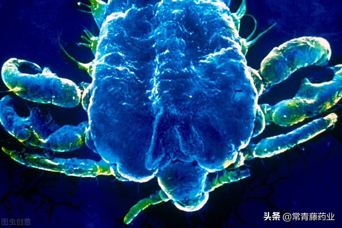 如何判断阴虱病彻底治愈,你知道阴虱哪里来的