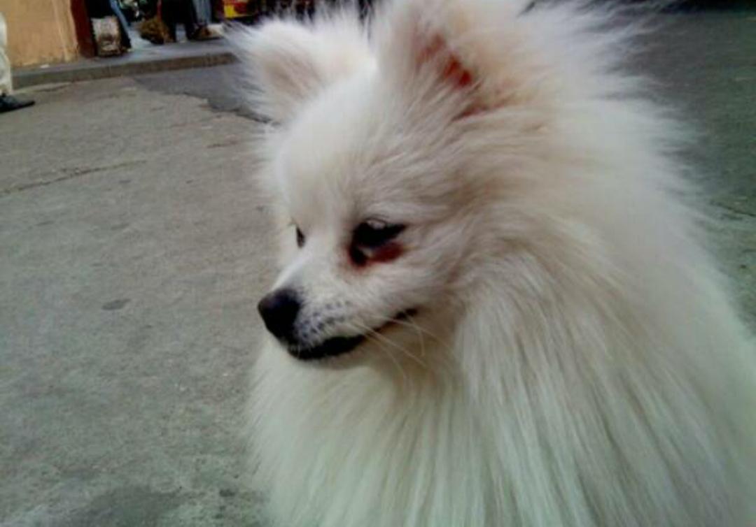 比熊犬总是呕吐黄粘液吃什么药,比熊犬毛被尿染黄了怎么办