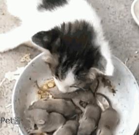 家里有老鼠怎么办老鼠吃什么,老鼠每个地方都有吗