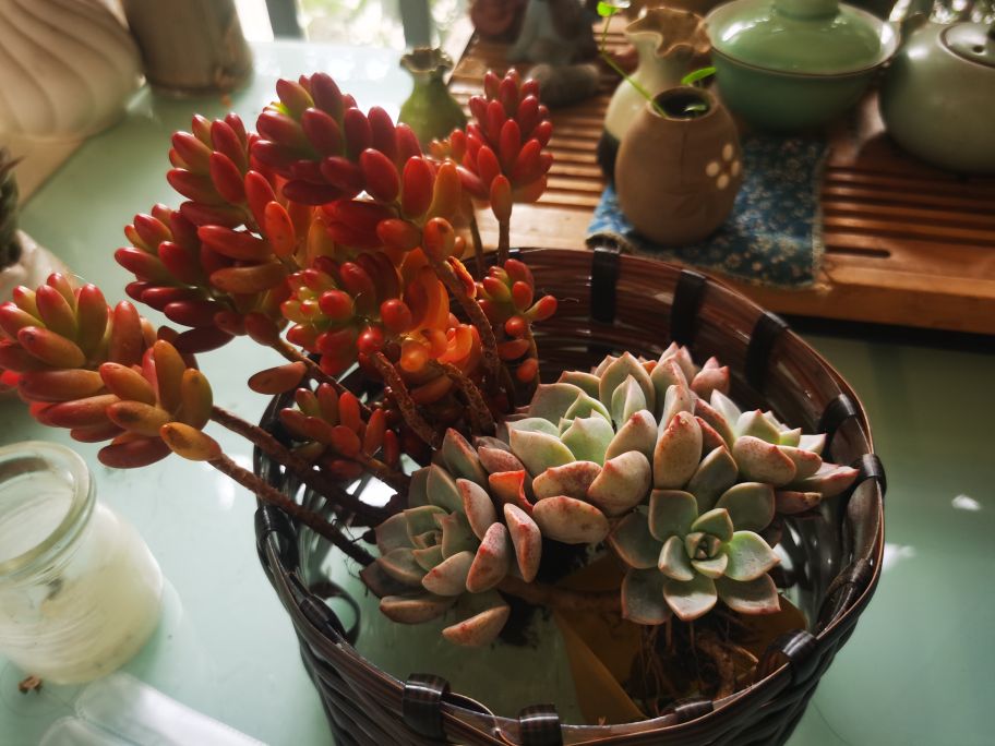 废旧塑料瓶做花盆过程,废旧塑料瓶制作花盆的视频