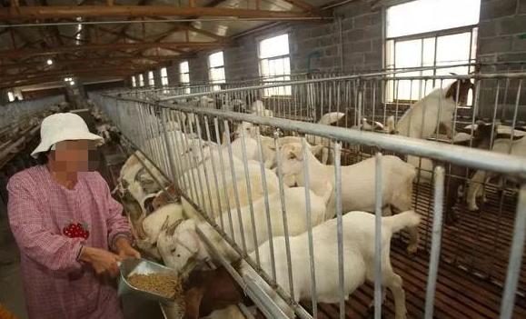 母羊喂什么对子宫内膜炎有好处,母羊内膜炎怎么办