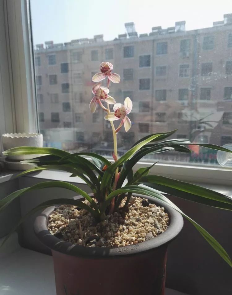 兰花的种植方法如何使其多开花,兰花开花季节可以种兰花吗