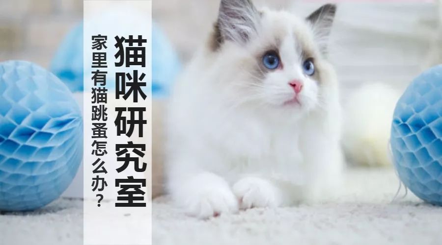 猫身上的跳蚤怎么消灭最彻底,猫得了跳蚤怎么快速给它驱虫