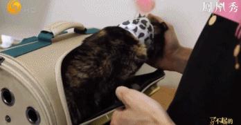 8.1国产良心,分分钟救你「狗命」