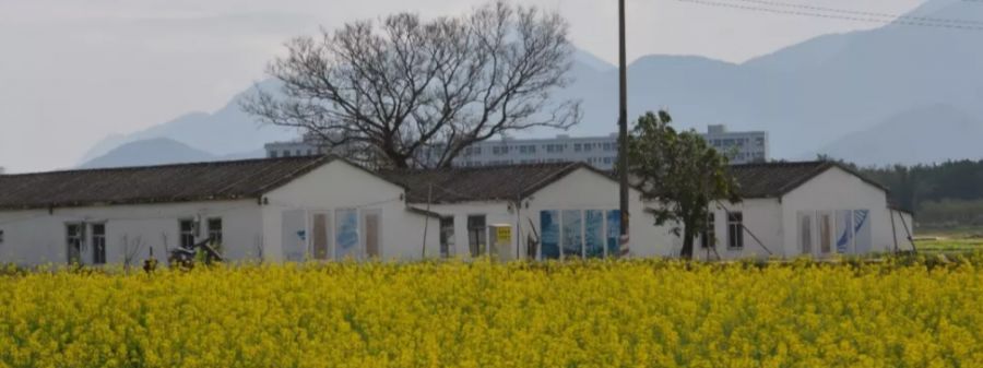 深圳有几家出名花店,深圳比较好的花店推荐