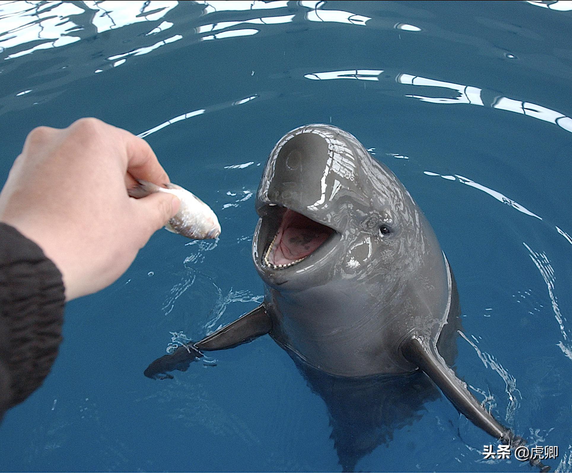 长江江豚死亡最新消息,今年长江江豚灭绝没