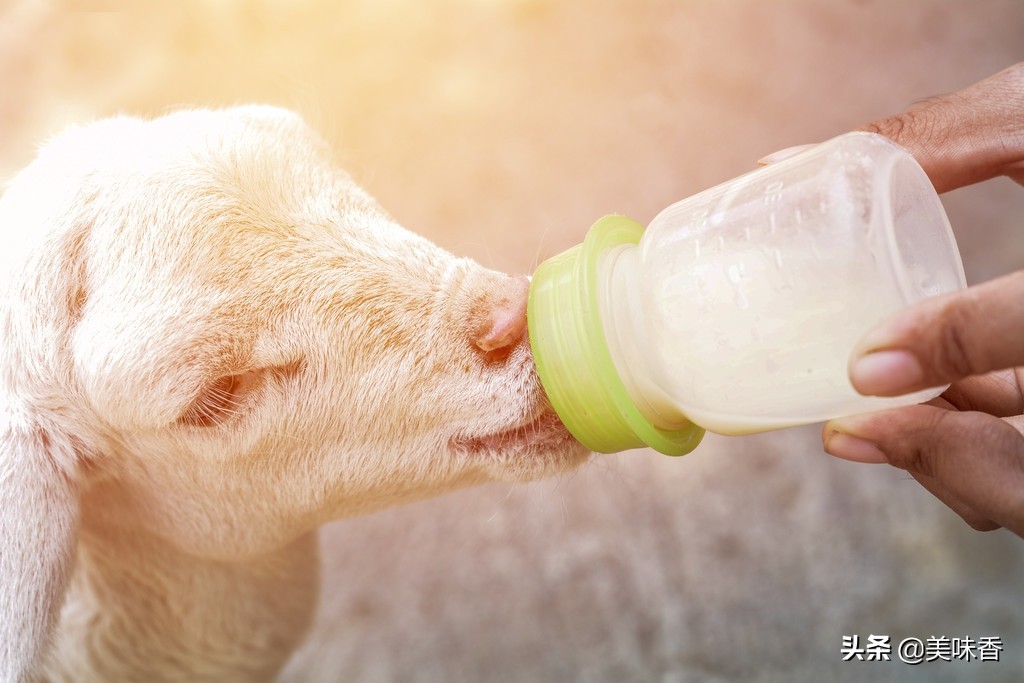 羔羊瘫痪了站不起来怎么回事,羔羊瘫软无力站不起来怎么治