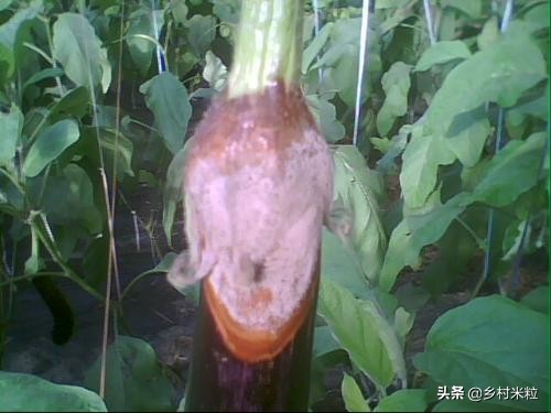茄子灰霉病最好的杀菌剂是什么,茄子灰霉病的症状和治疗方法