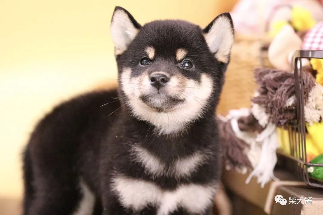 柴犬幼犬价格2000一只,宠物店主推荐猫种类