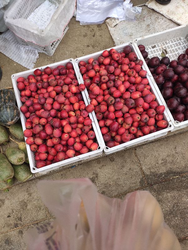 庄河最大早市,庄河南早市