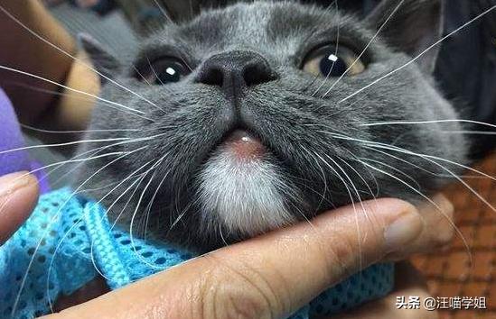 猫咪嘴巴红肿惹人怜，这到底是怎么回事？弄清三大原因才容易解决