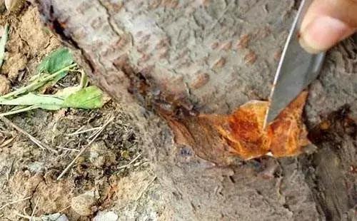 桃树流胶了怎么治,桃树流胶最佳防治方法