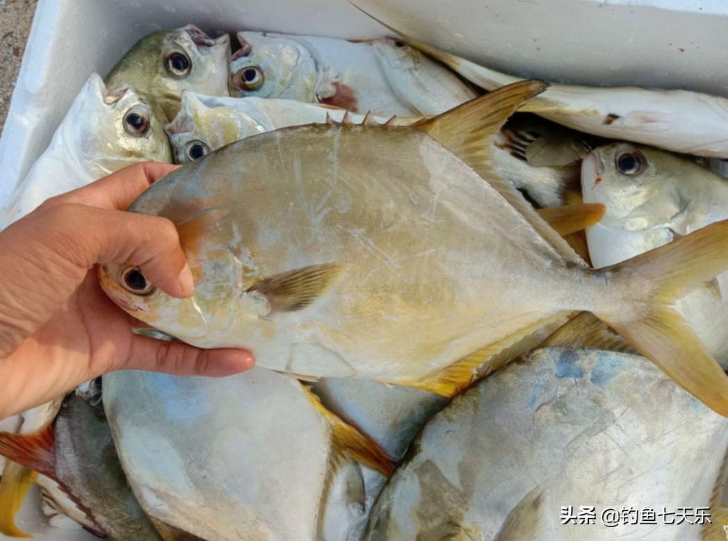 靠海钓捞鱼致富,海钓一条鱼赚100万