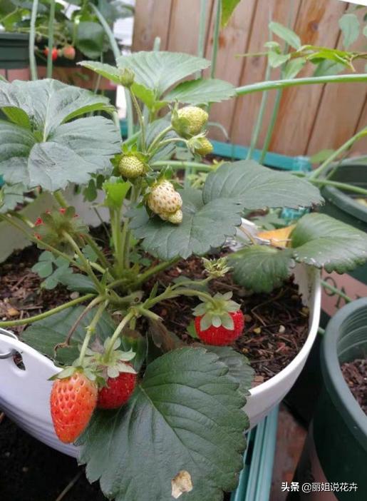 盆栽草莓怎么打红蜘蛛,盆栽草莓长了红蜘蛛怎么治