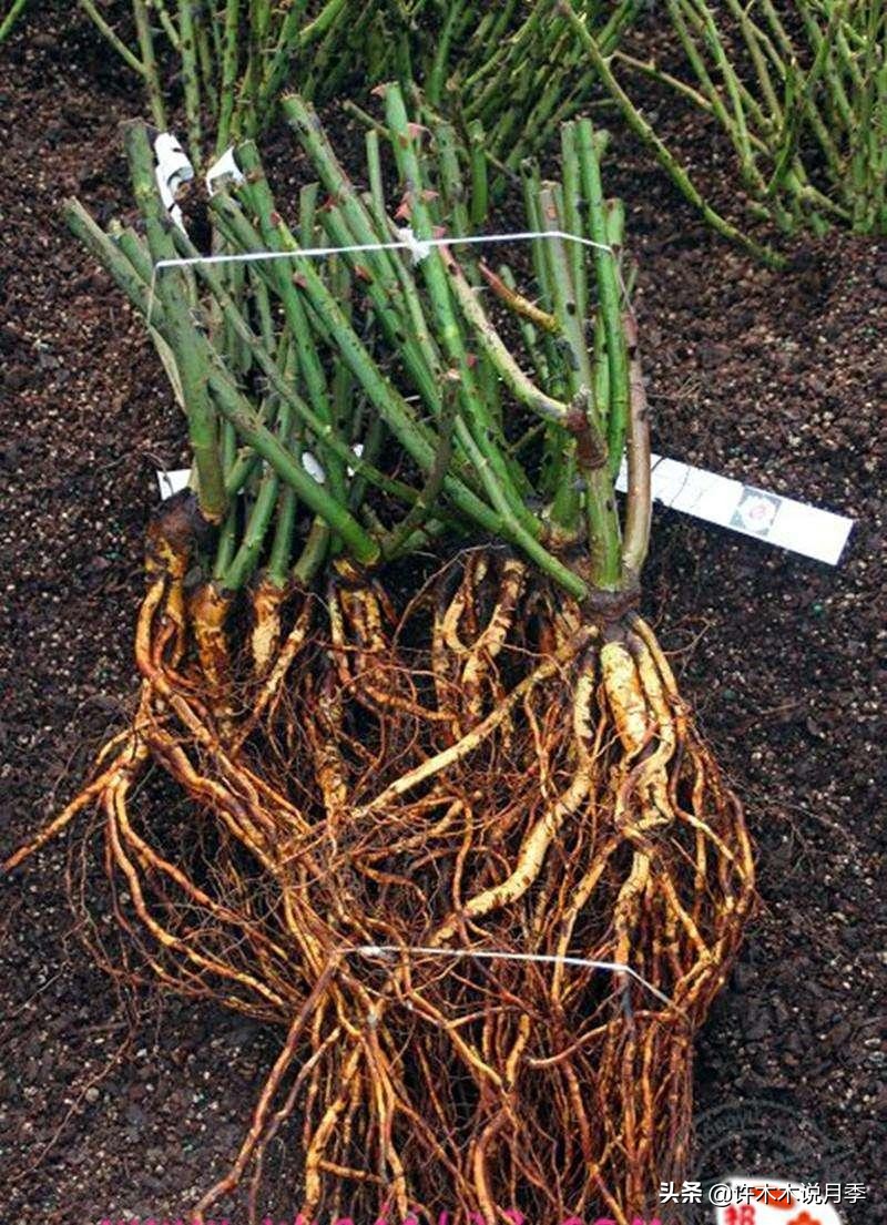 月季老桩如果没有生根粉怎么办,月季老桩生根了是不是就完全活了