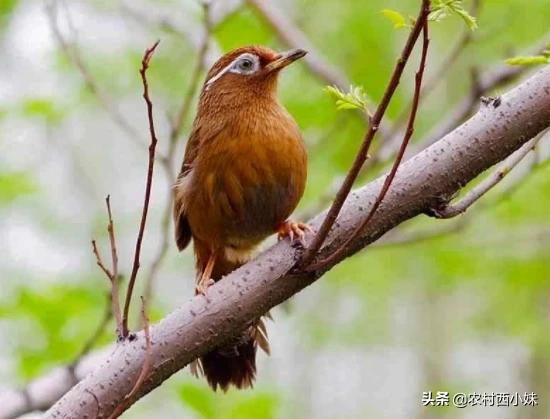 画眉鸟老是咬毛怎么回事,画眉鸟老是咬翅膀怎么治