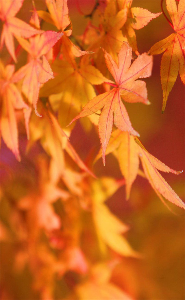 缓解眼睛疲劳壁纸颜色,缓解眼睛疲劳的壁纸高清