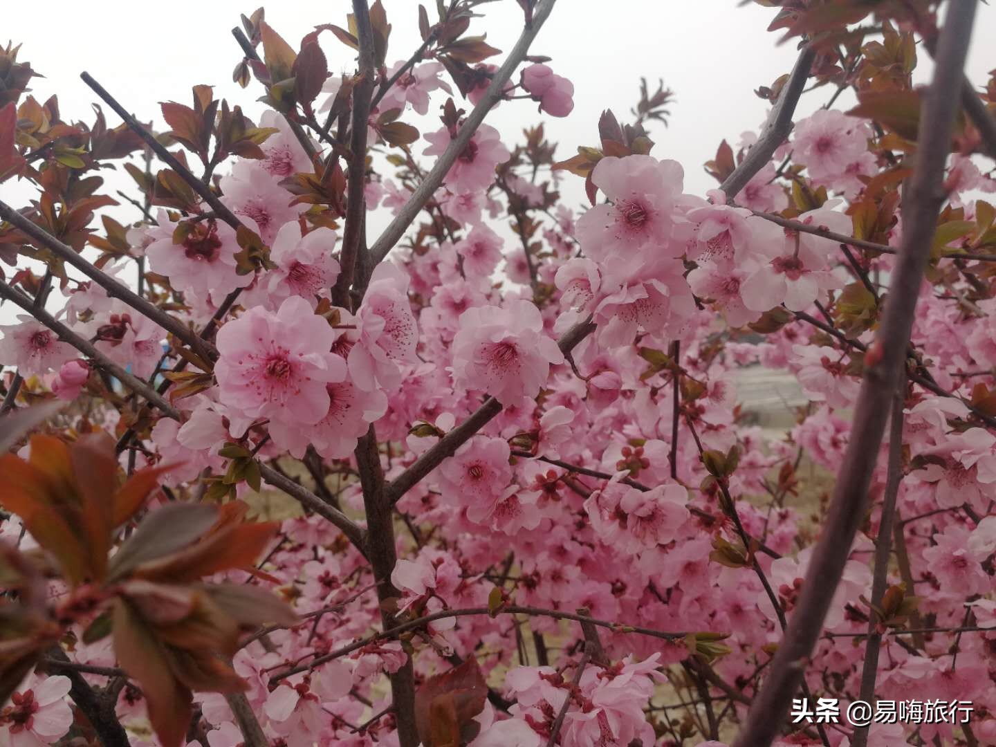 易嗨旅行带您天津宁河-芦台板桥休闲踏春游