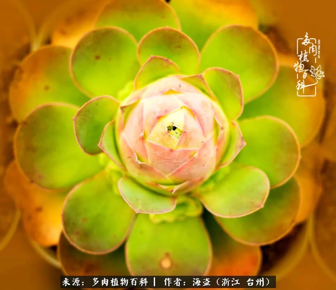 独爱玫瑰与法师！解密金老板和他的屋顶御花园