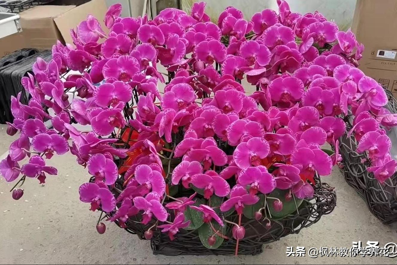 10种春节必选花卉,最受欢迎的十大年宵花