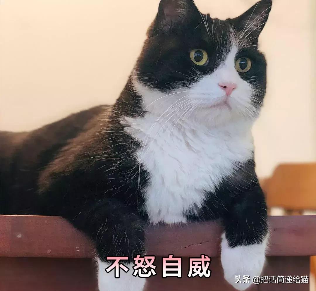 猫故事全集,猫故事小说