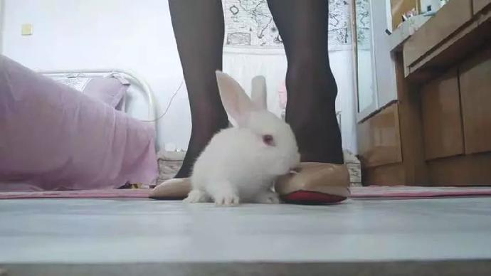 濂充汉铏愬緟鍔ㄧ墿鐪熷疄浜嬩欢,濂冲瓙铏愬緟鍔ㄧ墿鐪熷疄浜嬩欢