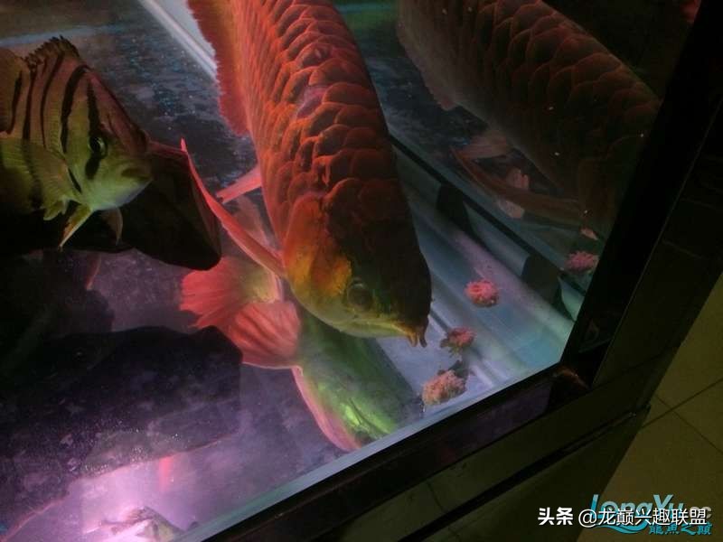 手把手教你做龙鱼最强营养秘方食谱--鲜虾牛肉狮子头，别馋哈