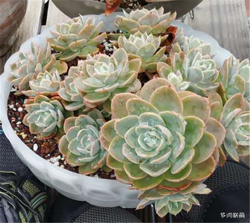 容易爆盆的玫瑰多肉,容易过冬过夏的多肉