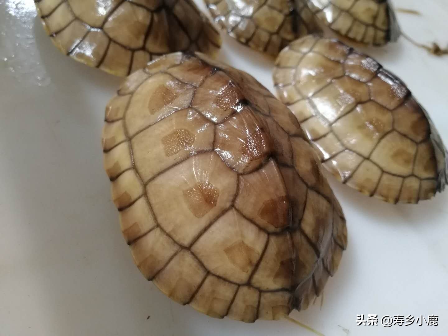 乌龟长途运输到家怎么处理,乌龟收到货后怎么办