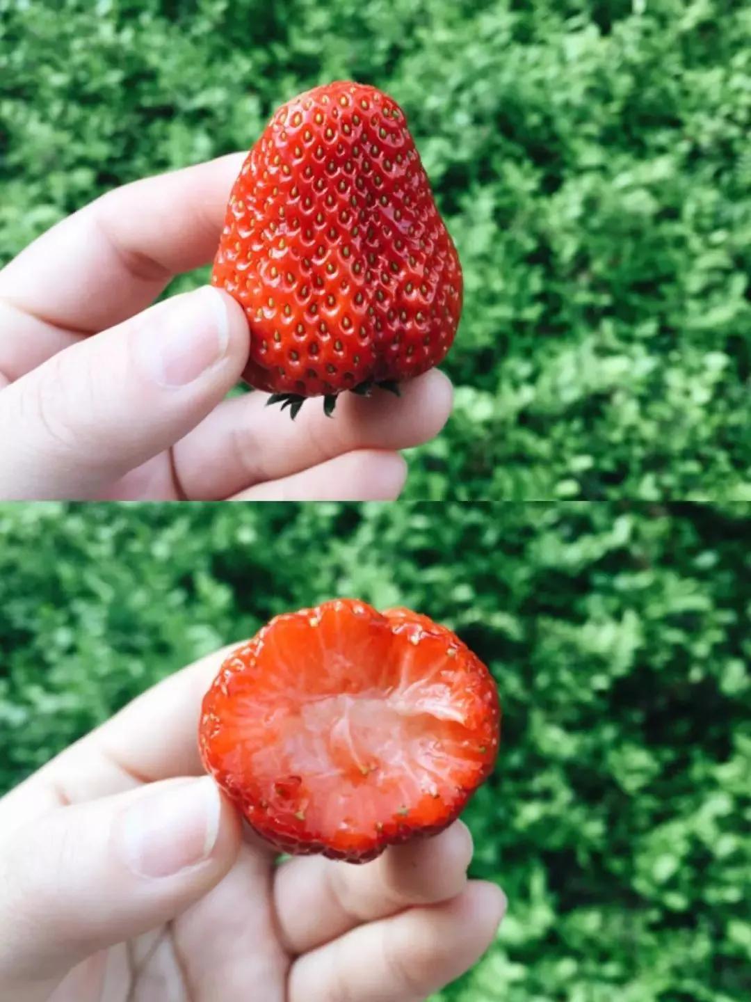 草莓哲理散文,草莓精美散文