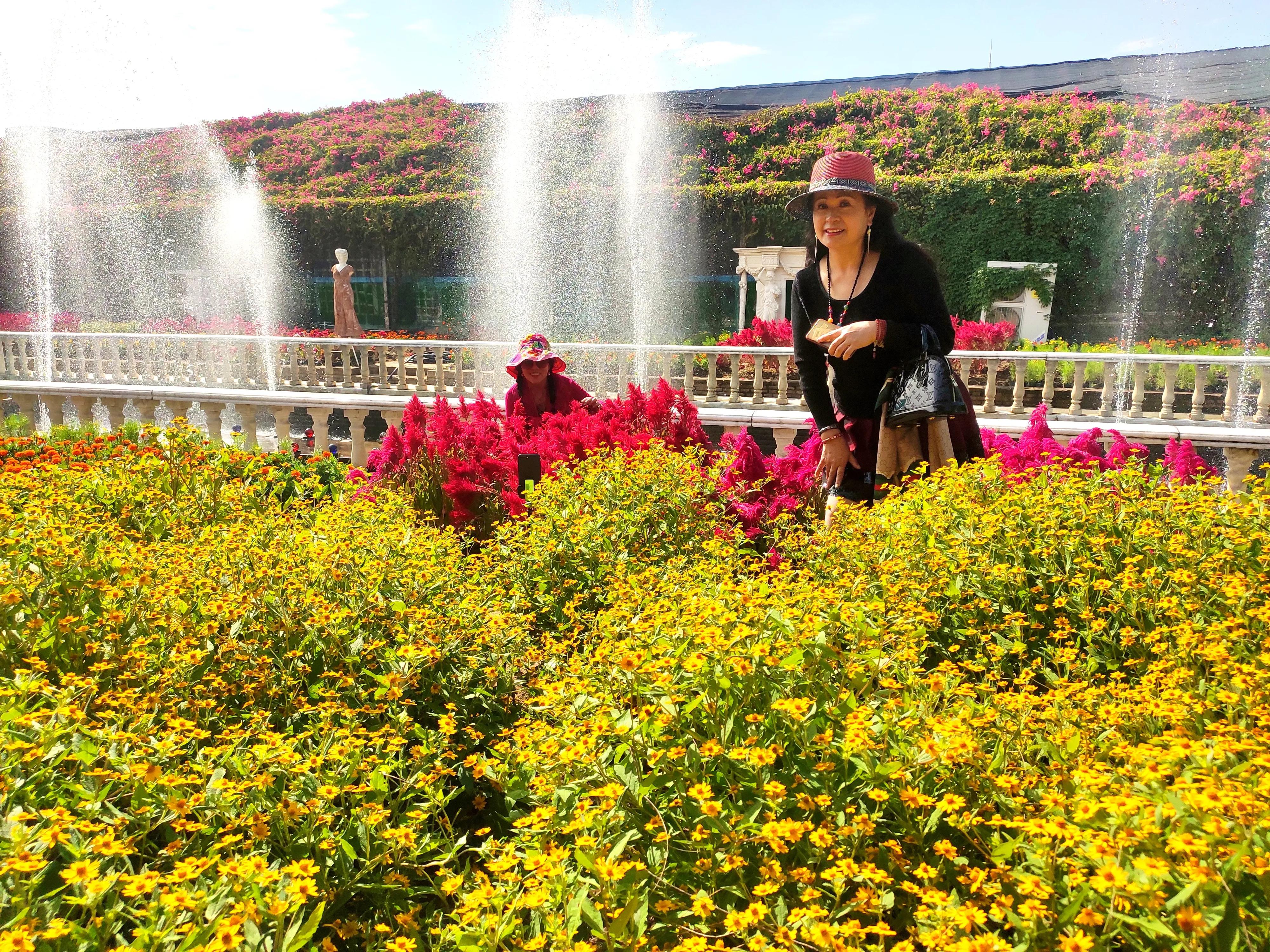 广州番禺百万葵园,广州百万葵园最佳观赏期