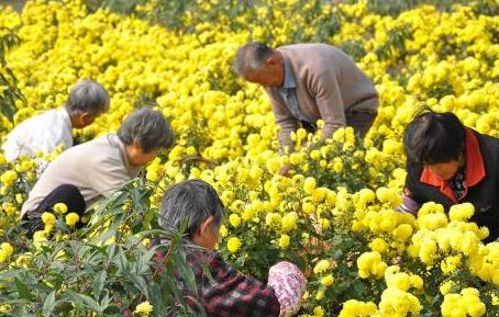 江苏无锡星级乡村旅游区,无锡最出名的旅游村