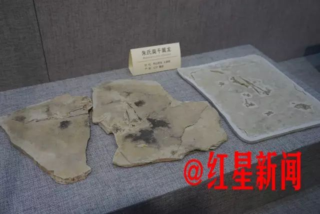 考古造假的真实事件,中国发现原始鸟化石