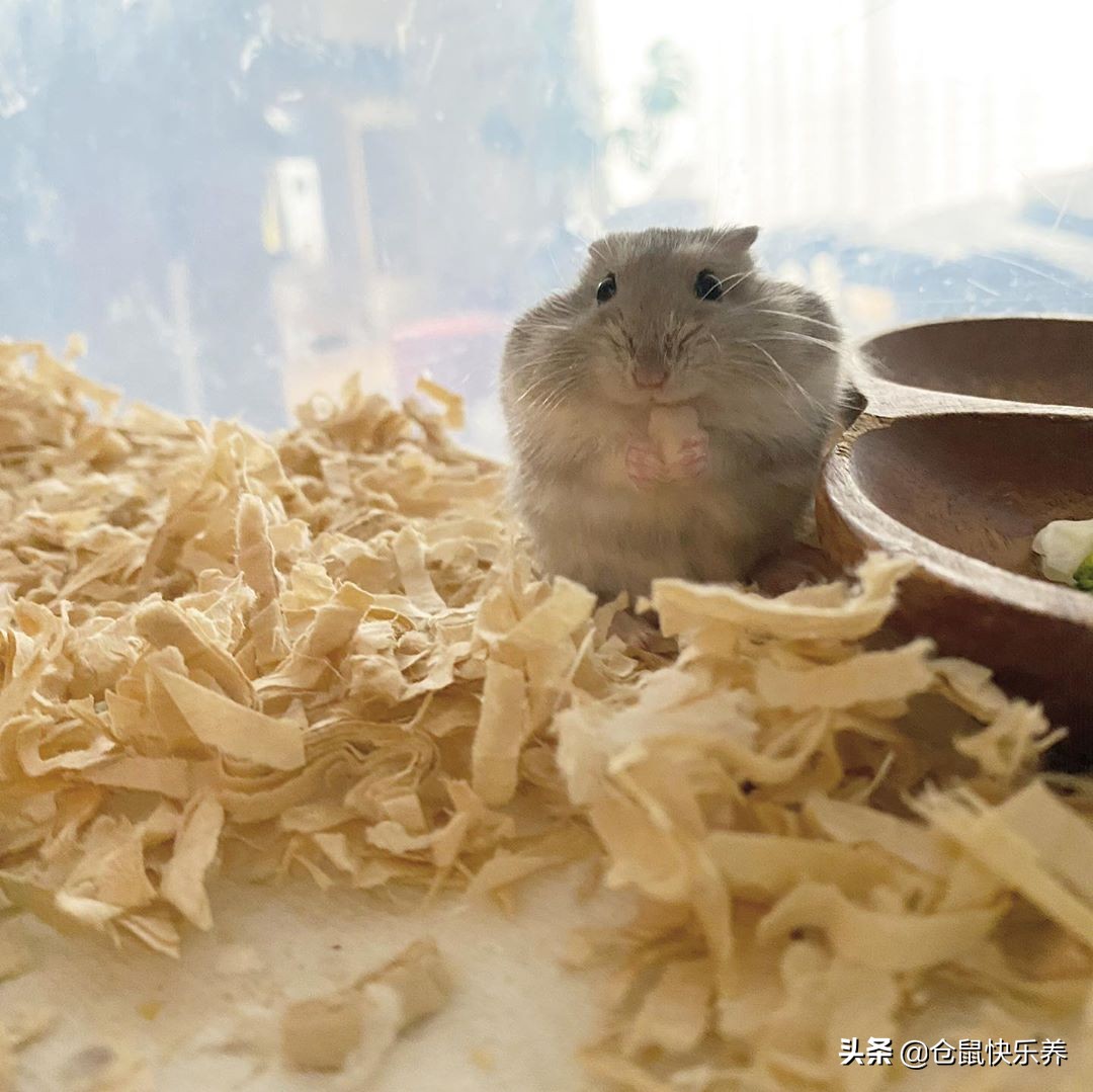 仓鼠缺衣少食谁的错?冬天快到了,请别让你家鼠鼠过得这么寒碜