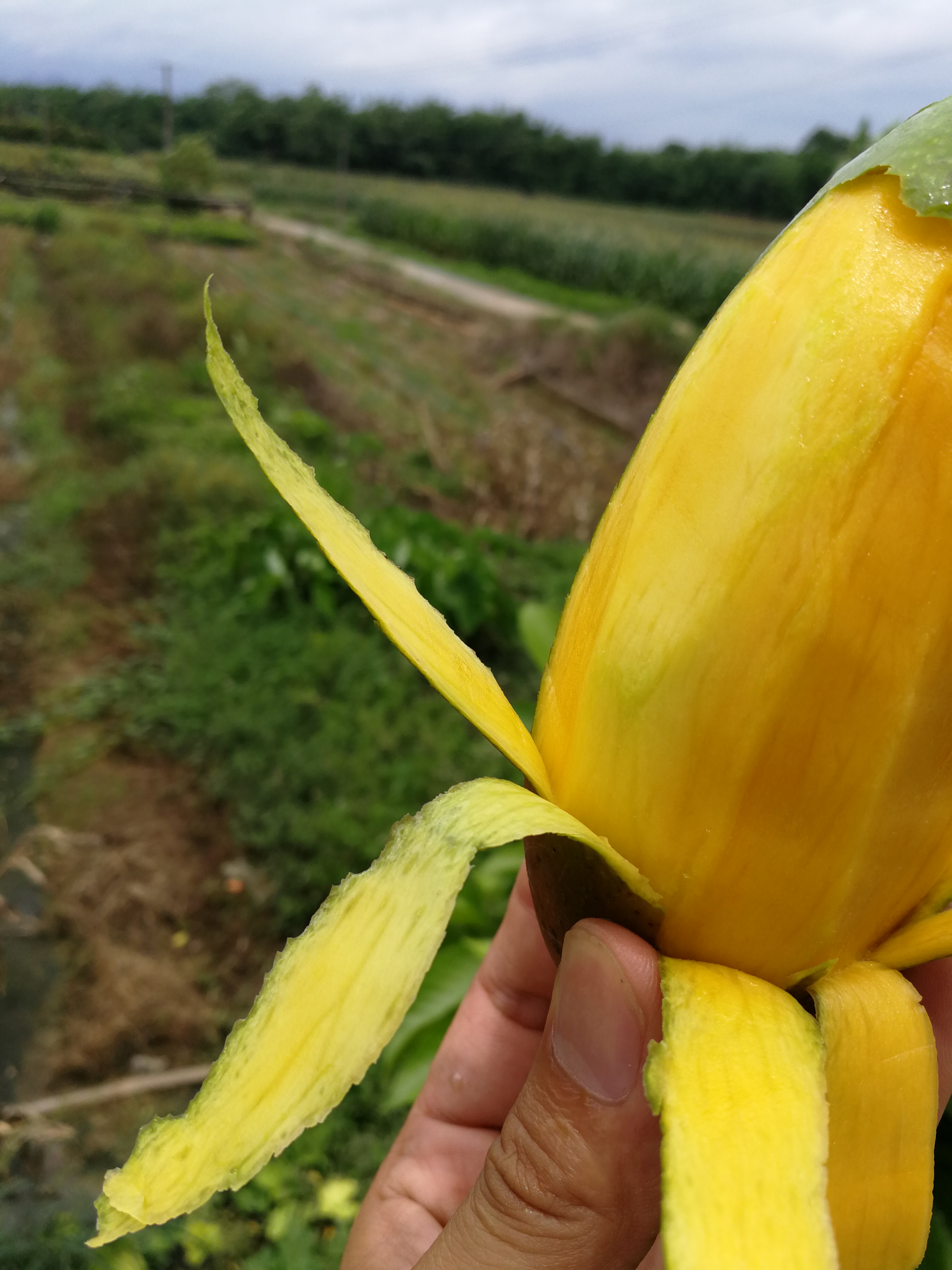 广西桂七芒果几月成熟,广西桂七香芒百色青皮芒果