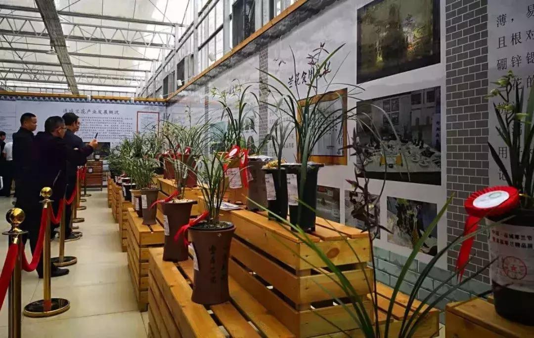 精品寒兰展,福建连城寒兰节