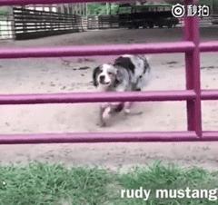 守身如玉20年，“第一次”竟然给了一只狗