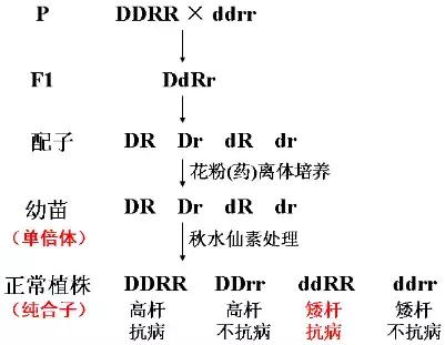 生物必修二知识点归纳总结,高中必修二生物遗传概率解题技巧