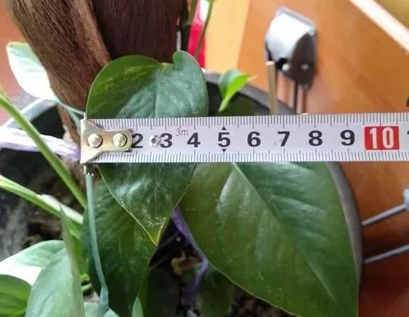 绿萝怎么养才能更旺盛生活小技巧,绿萝冬天怎么养才能更旺盛小妙招