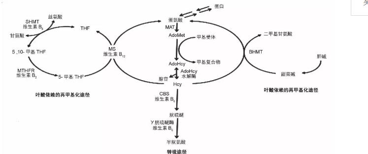 同型半胱氨酸高怎么吃叶酸片,高同型半胱氨酸叶酸片的正确吃法