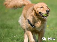 狗狗嗅陌生人的腿,狗狗为何喜欢嗅主人的尿