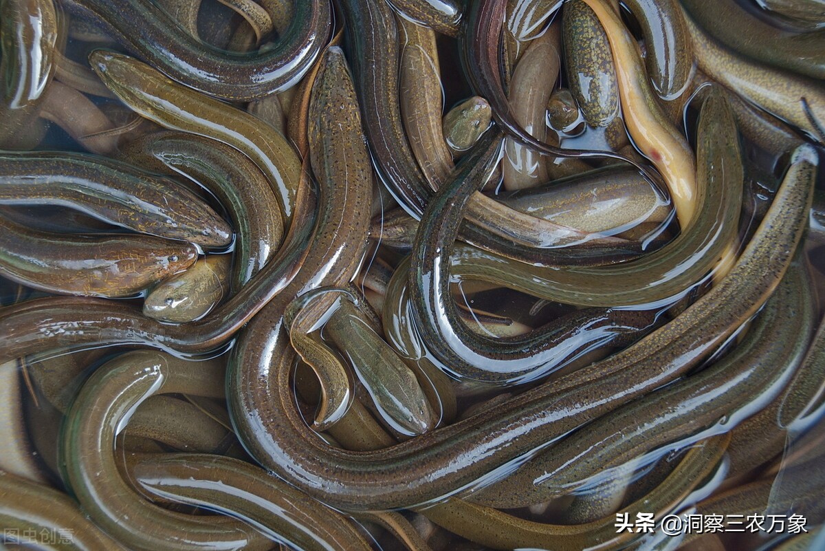 黄鳝怎么捕捉,黄鳝如何捕捉