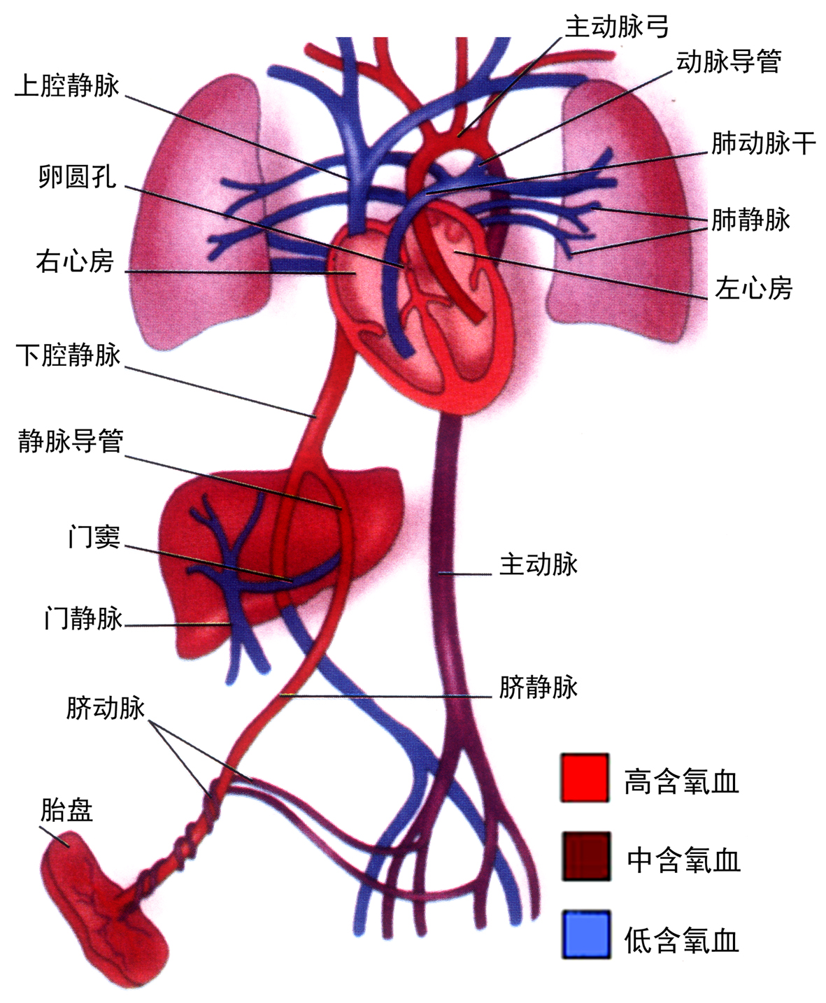 孕期彩色多普勒超声怎么看,多普勒超声检查孕期报告单怎么看