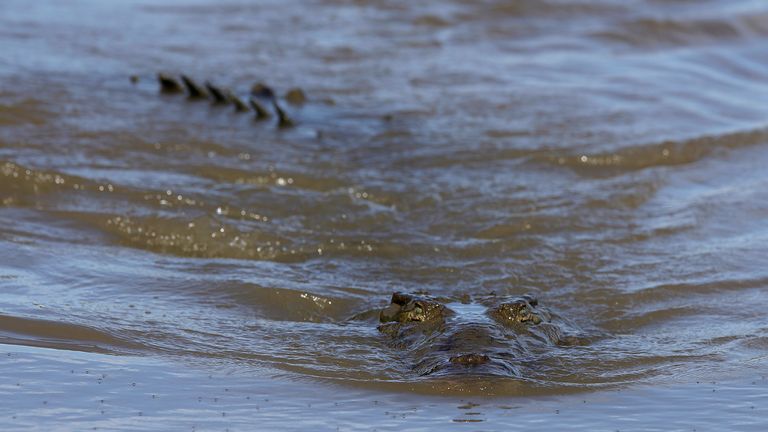 美国45岁女人被鳄鱼袭击,女子被鳄鱼袭击小伙下水救人后续
