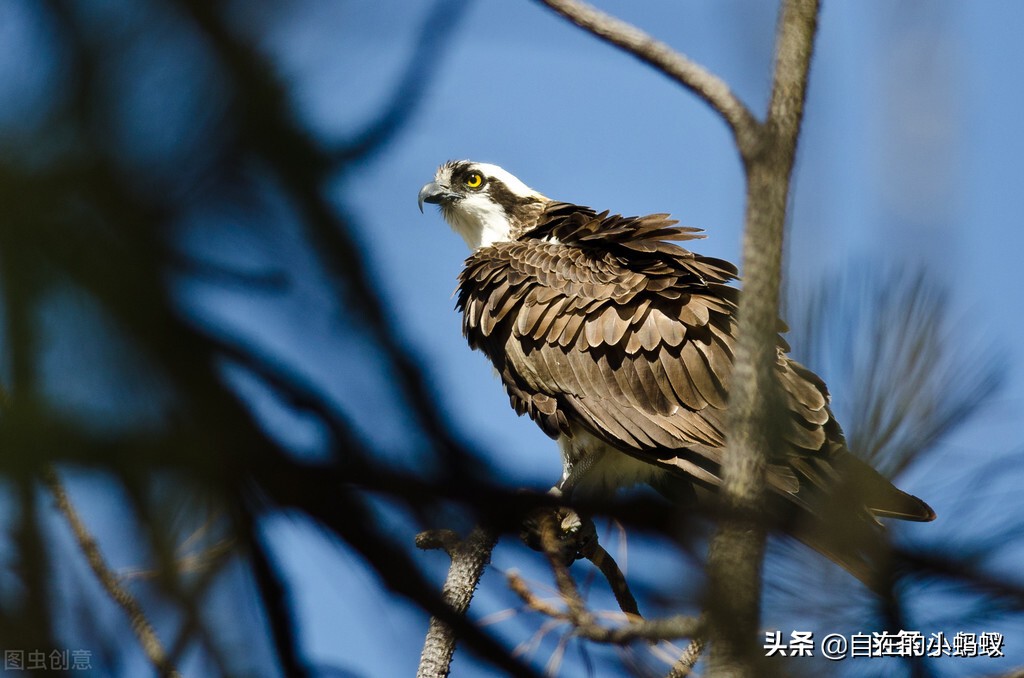 野外遇到毒蛇该如何应对,如何防止毒蛇靠近
